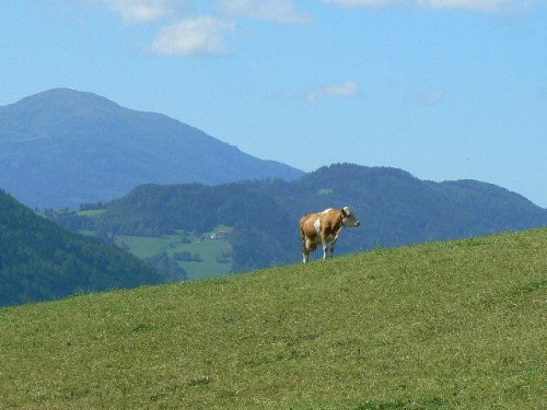Obrazek