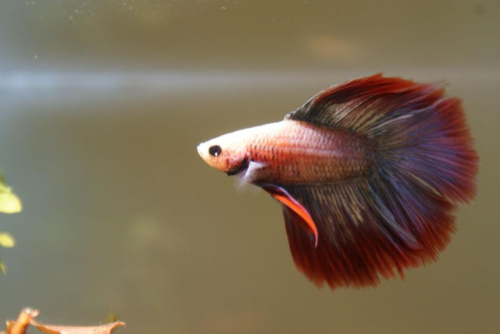 Obrazek