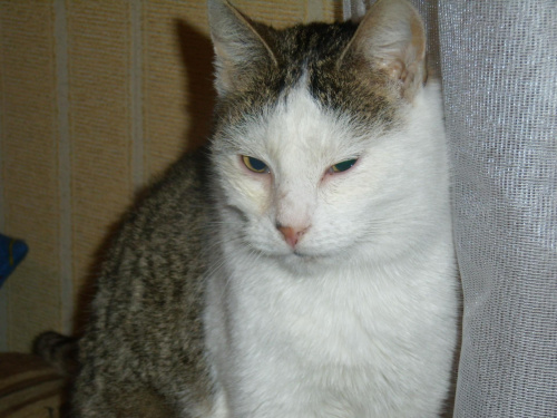 Obrazek