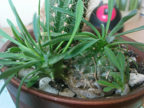 Euphorbia Japonica
