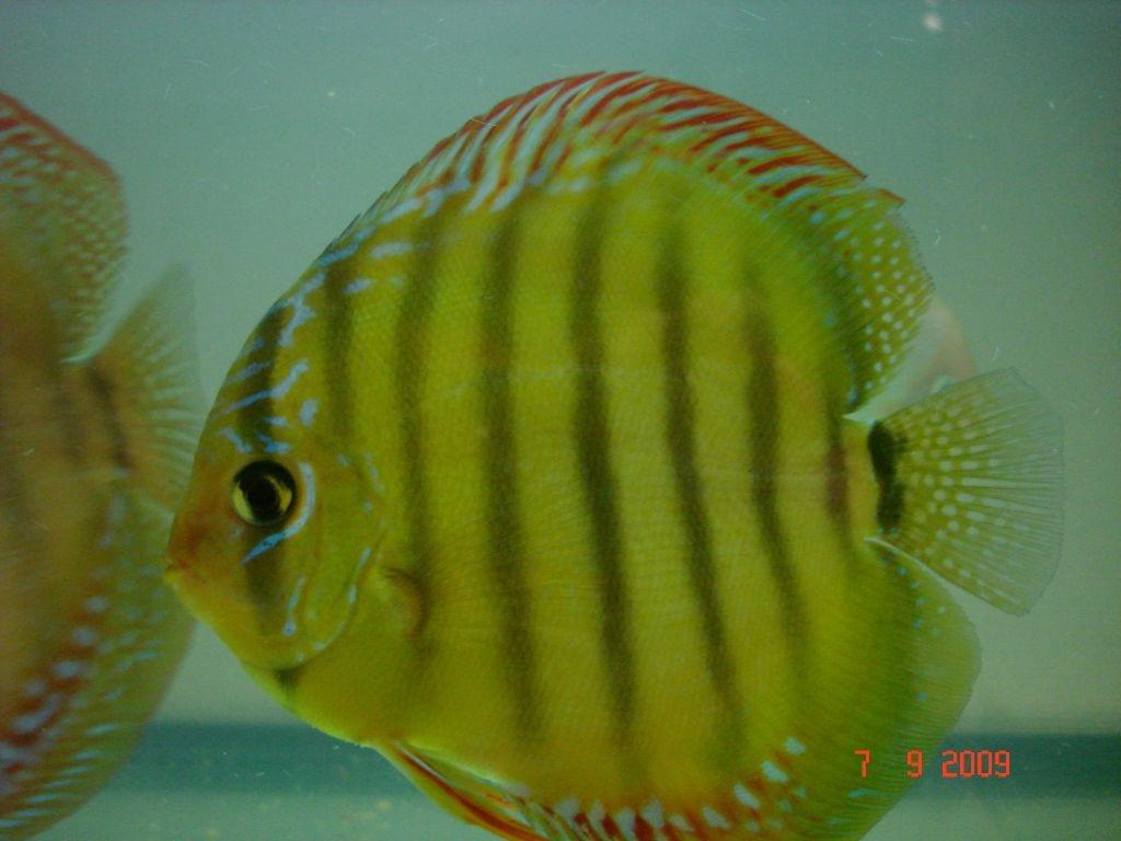 Obrazek