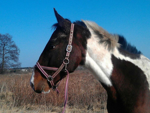 Obrazek