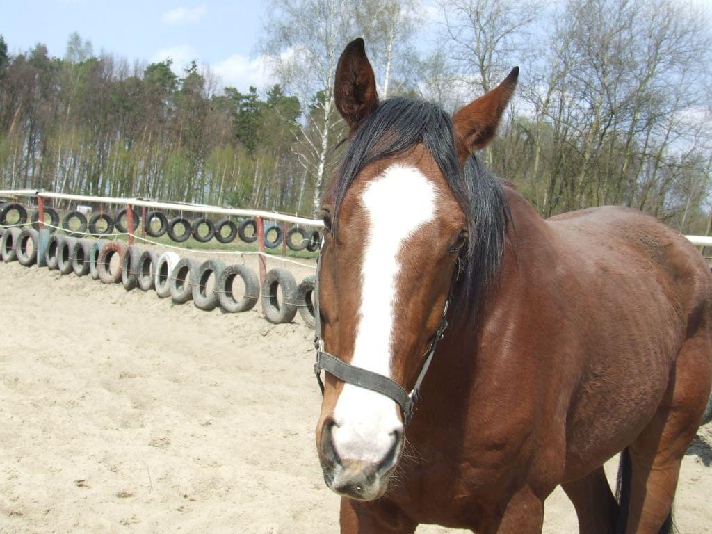 Obrazek