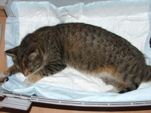 Obrazek