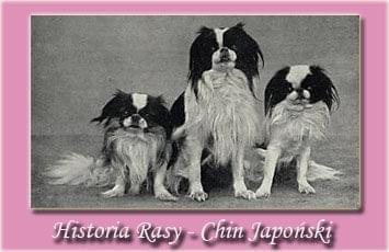historia rasy , historia rasy chin japoński , historia rasy japan chin