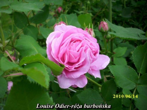 Obrazek