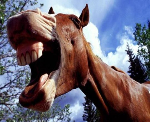 Obrazek