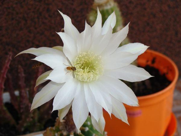 Echinopsis subdenudata