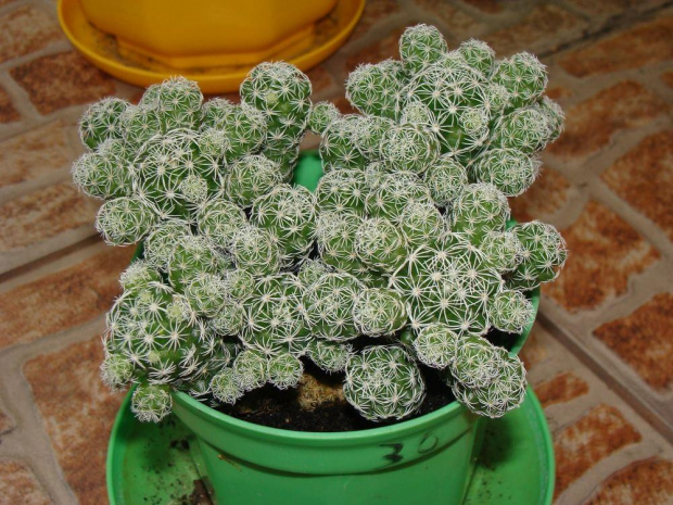 Mammillaria gracilis