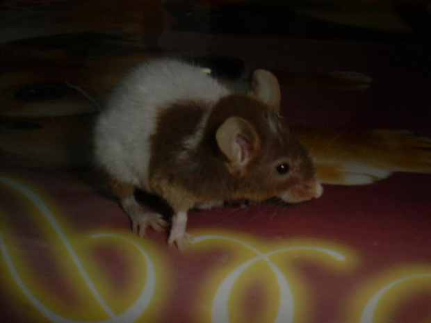 #myszy
