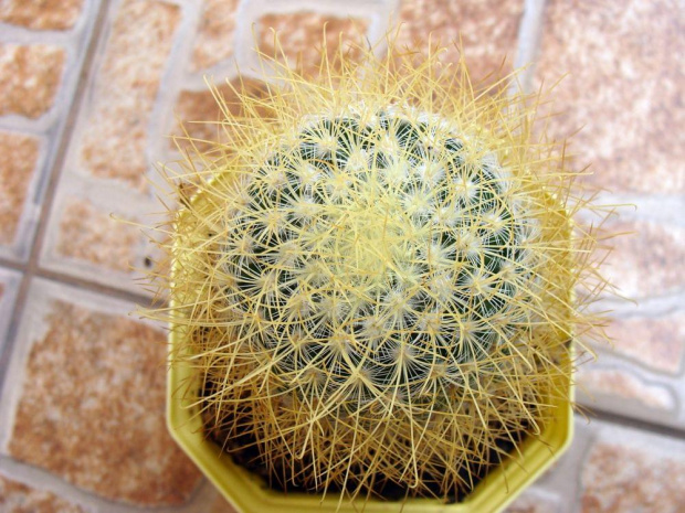 Mammillaria rekoi ssp. leptacantha f. aureispina