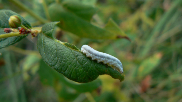 #NaturaPrzyroda