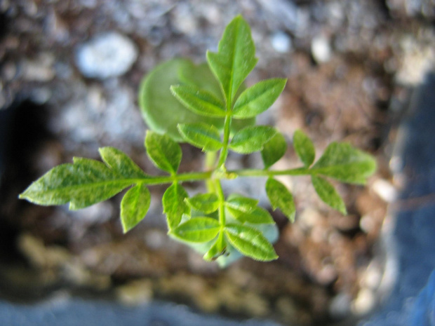 DRZEWO RÓŹANE
(Jacaranda mimosifolia)