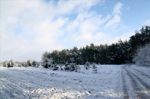 #zima #las #śnieg #droga #polana #Bralin