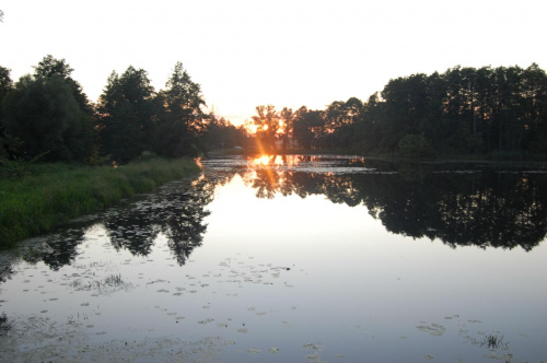 białowieża 2011