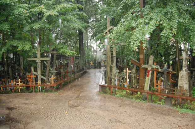 białowieża 2011