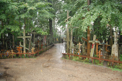 białowieża 2011