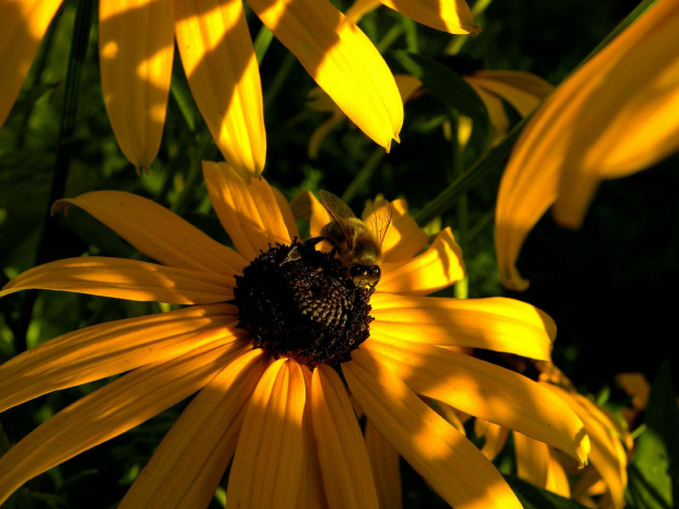 pszczoła w pracy #przyroda #pszczoły