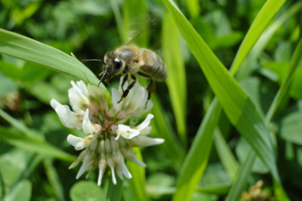 Pszczółka :) #Pszczoła #Przyroda #Zwierzęta #Owady