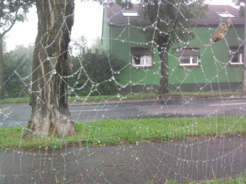pajęczyny #jesień #pająki #pajęczyny