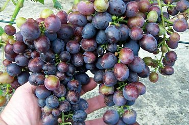 2 grona Sfinksa prezentują się bardzo okazale- mają około 30 cm długości #grona #winorośl