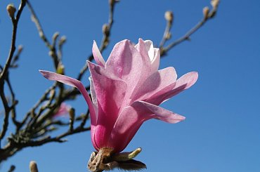 magnolie w Ogrodzie Botanicznym w Powsinie #magnolie #wiosna #kwiaty