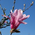 magnolie w Ogrodzie Botanicznym w Powsinie #magnolie #wiosna #kwiaty
