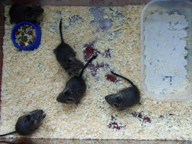 maluszki #SzczurekKoszatniczki