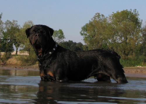 Amigo 2011-08-18 #amigo #psy #rottweiler