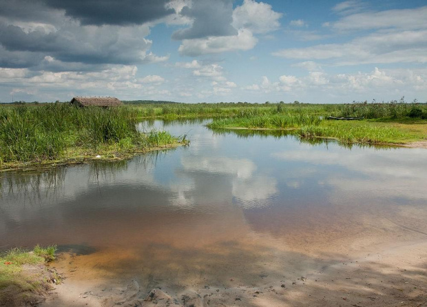 Narew w Waniewie #Narew