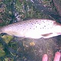 brown trout from AIRE