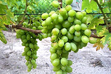 Błagowiest #grona #winorośl