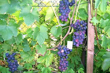 Konsuł #grona #winorośl