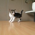Koty do adopcji #adopcja #adopcje #Gliwice #kocięta #kot #kotki #koty #pomoc #przygarnę #schronisko #zaadoptuję #zwierzęta