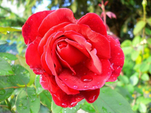 To ona płacze deszczem- róża #deszcz #pąk #rosa #róża #kwiat