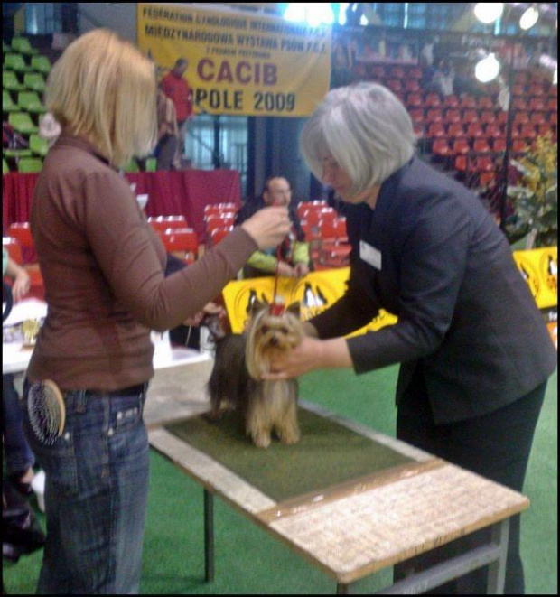 Yorkshire Terrier