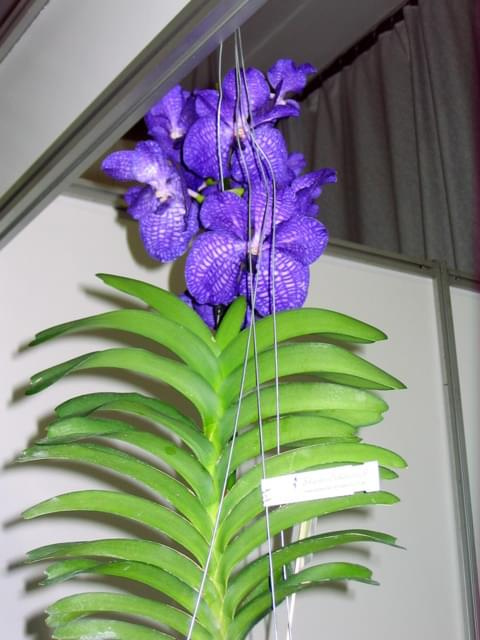 vanda blue