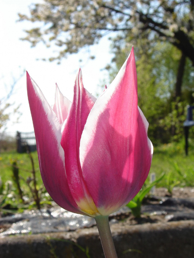 Tulipan