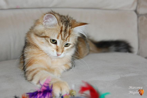 Solna Marcowe Migdały*PL - kotka syberyjska czarno-złota cętkowana - 4,5 miesiąca