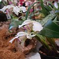 Dendrobium Nora Tokunaga1