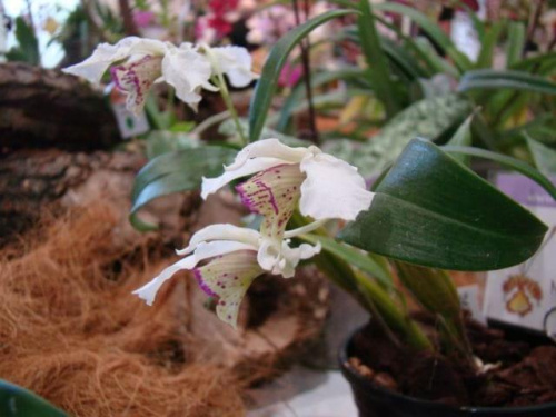 Dendrobium Nora Tokunaga1