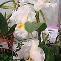 Cattleya