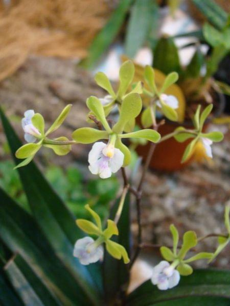 [encyclia]