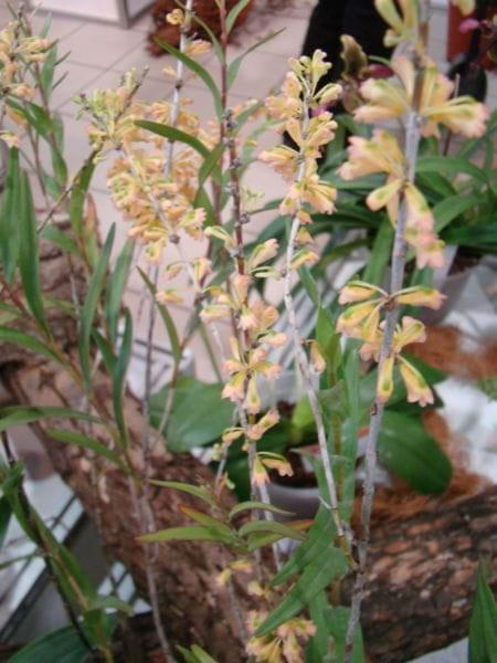 Dendrobium faciferum