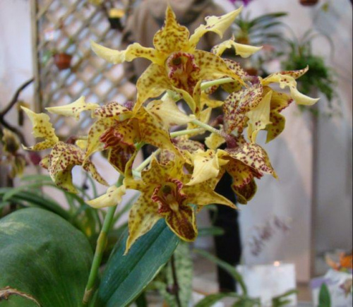 Dendrobium aleksandrae