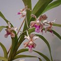 Vanda 2