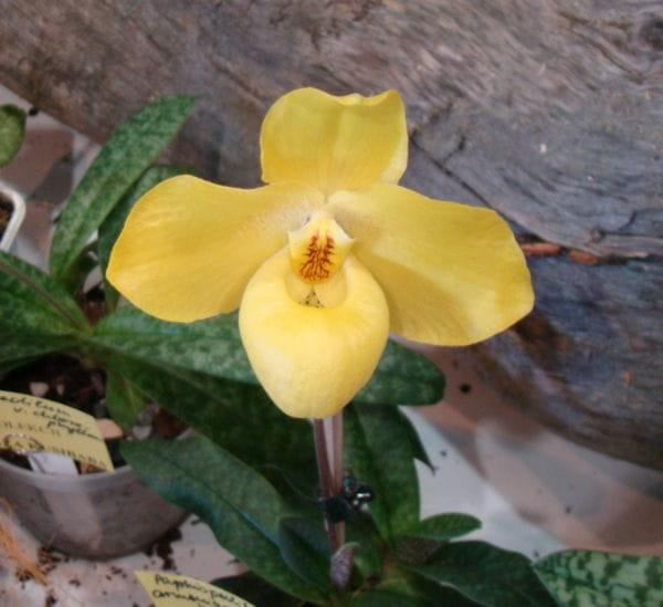 Paphiopedilum armeniacum x hangianum