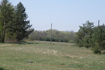 PZK #łąka #pzk #trawa #chwast