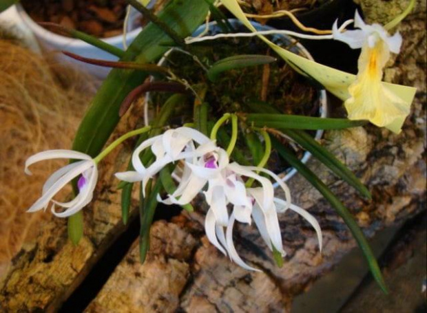 Leptotes bicolor oraz comparettia speciosa x rodriguezia bracteata