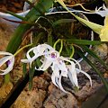 Leptotes bicolor oraz comparettia speciosa x rodriguezia bracteata